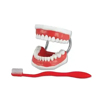 Demonstrační model čelist 2:1, pro ukázku čištění zubů (73683)