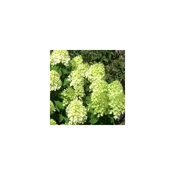 Sazenice Hydrangea paniculata Little Lime 30/40 cm
