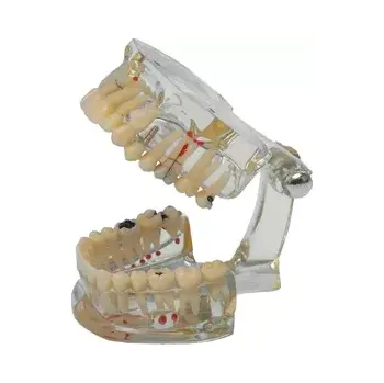 anatomický model Studijní model Transparent Plus