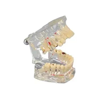 anatomický model Studijní model Transparent Deluxe