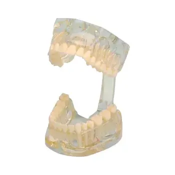 anatomický model Studijní model Transparent