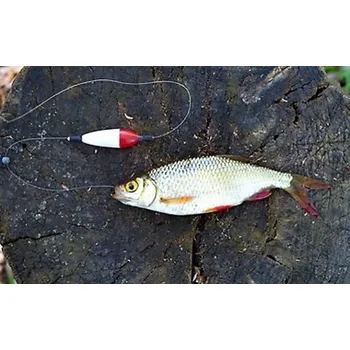 Krmivo pro rybičky ŽIVÁ NÁSTRAHA PERLÍN,PLOTICE 20+CM