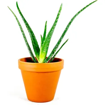 Gardners Aloe Vera, průměr 6 cm Aloe pravá