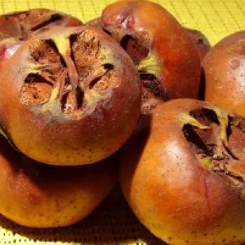 Sazenice MIŠPULE NĚMECKÁ keřová kont. 2litry