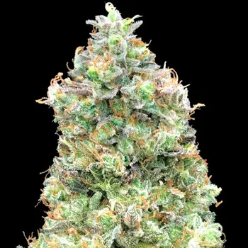 Semeno Advanced Seeds - Critical Mass Fast 1 ks