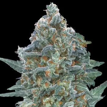 Semeno Advanced Seeds - Auto Critical Lemon CBD 1 ks