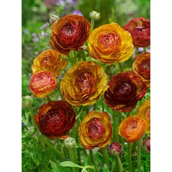 Semeno Pryskyřník 'Ranunculus Picotee Café' 3 ks