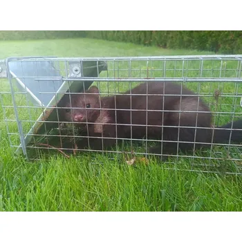 Odpuzovač zvířat Deminas | Účinná past na kuny