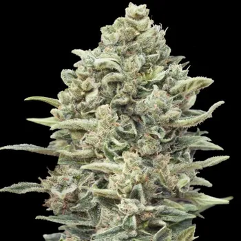 Semeno Advanced Seeds - Gelato #33 Fast 1 ks