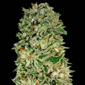 Semeno Advanced Seeds - Shark Widow CBD 5 ks