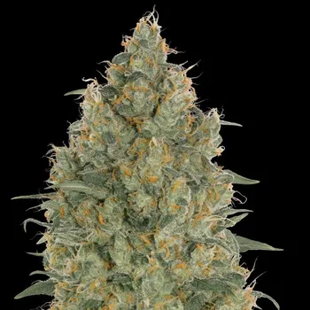 Semeno Advanced Seeds - Strawberry Gum 3 ks
