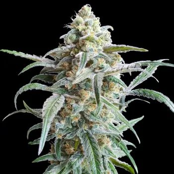 Semeno Advanced Seeds - Auto Cherry Pie 1 ks