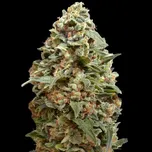 Advanced Seeds - Afghan Skunk 25 ks