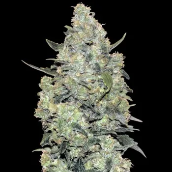 Semeno Advanced Seeds - Auto Critical Mass 5 ks