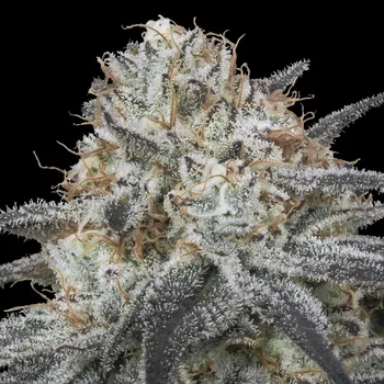 Semeno Advanced Seeds - Auto Slurricane 5 ks