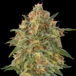 Advanced Seeds - Zkittlez 25 ks