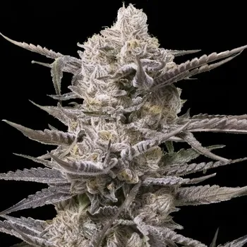 Semeno Advanced Seeds - Watermelon OG 3 ks