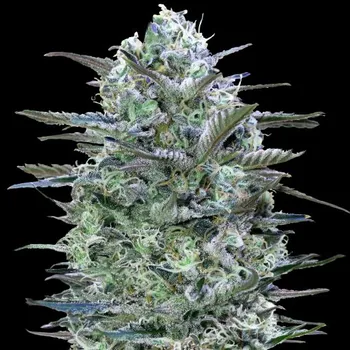 Semeno Advanced Seeds - Critical Lemon 5 ks