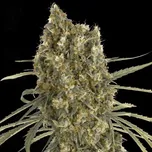 Advanced Seeds - Auto Jack Herer 25 ks