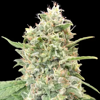Semeno Advanced Seeds - Strawberry Banana 1 ks