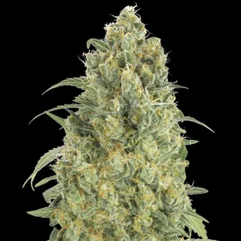 Semeno Advanced Seeds - Auto Strawberry Gum 3 ks