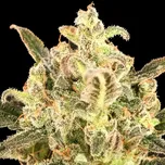 Advanced Seeds - Auto Biodiesel Mass XXL 100 ks