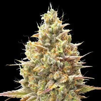 Semeno Advanced Seeds - Auto Strawberry Banana 1 ks