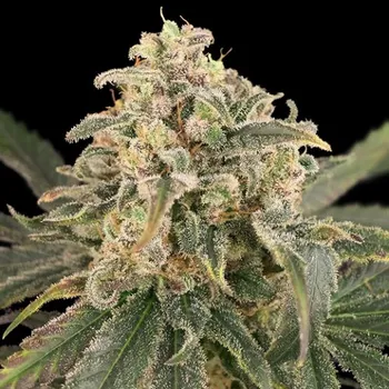 Semeno Advanced Seeds - Auto Amnesia XXL 3 ks