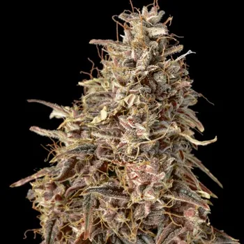 Semeno Advanced Seeds - Auto Mimosa Punch 1 ks