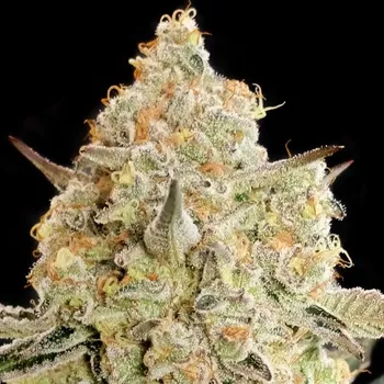 Semeno Advanced Seeds - Apple Fritter 3 ks