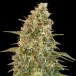 Advanced Seeds - Auto Zkittlez 25 ks