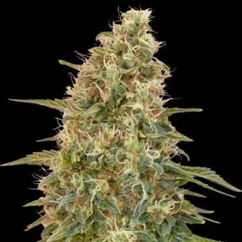 Semeno Advanced Seeds - Auto Zkittlez 25 ks