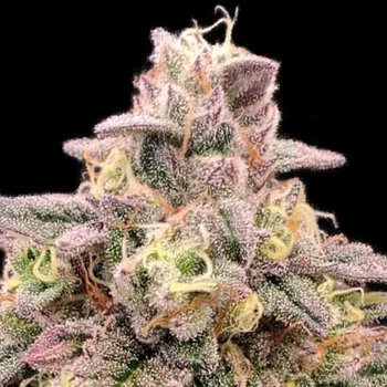 Semeno Advanced Seeds - Animal Zookies 1 ks