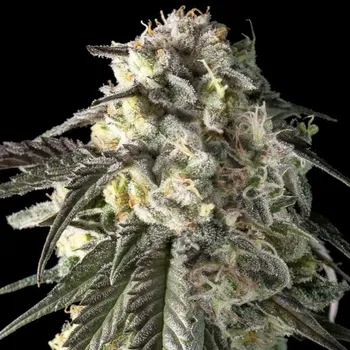 Semeno Advanced Seeds - Fire Dog 1 ks