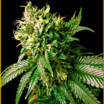 Semeno Anaconda Seeds - Strong Skunk 1 ks