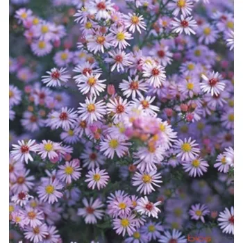 Sazenice Hvězdnice vřesovcovitá ´PINK CLOUD´ kont. 0,5 l