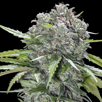 Semeno Advanced Seeds - San Bacio Burger 1 ks