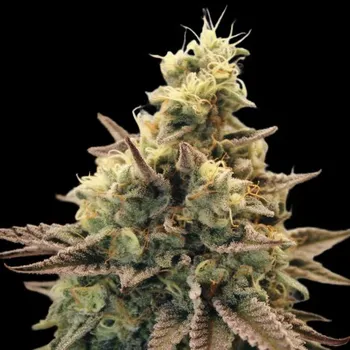 Semeno Advanced Seeds - Auto Animal Zookies 1 ks