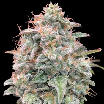 Semeno Advanced Seeds - Auto Banana Cookies 1 ks