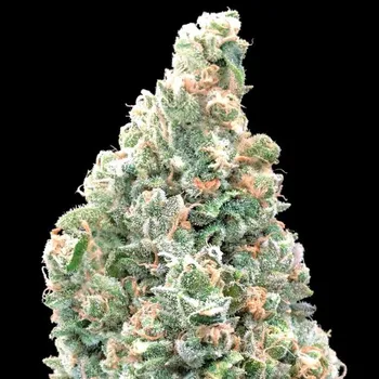 Semeno Advanced Seeds - Cherry Pie Fast 1 ks