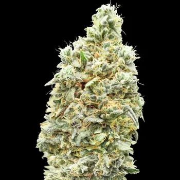 Semeno Advanced Seeds - Strawberry Banana Fast 1 ks