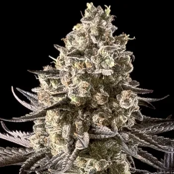 Semeno Advanced Seeds - Auto Fire Dog 3 ks