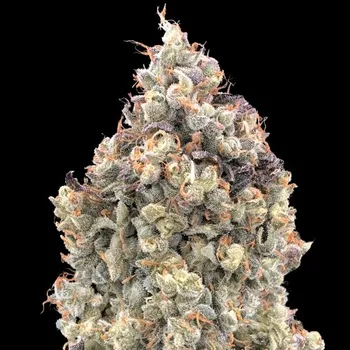 Semeno Advanced Seeds - Auto Watermelon OG 1 ks