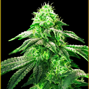 Semeno Anaconda Seeds - Hypnotic 3 ks