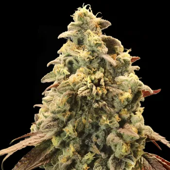 Semeno Advanced Seeds - Auto Rainbow Sherbet #11 1 ks