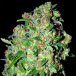 Advanced Seeds - Critical 100 ks