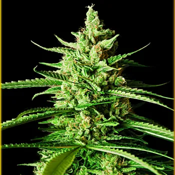 Semeno Anaconda Seeds - AK-01 5 ks