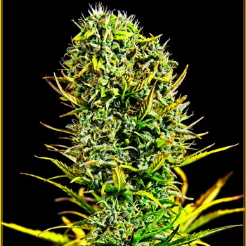 Semeno Anaconda Seeds - Amnesia Haze 3 ks