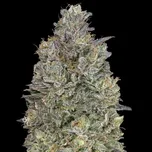 Advanced Seeds - Critical Purple Kush 25 ks