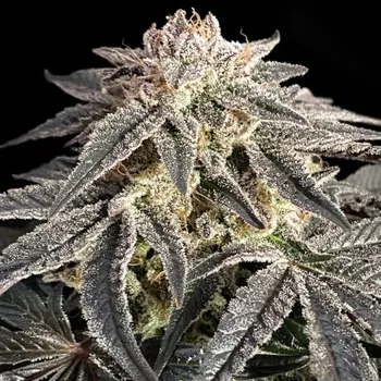 Semeno Advanced Seeds - Permanent Marker 1 ks